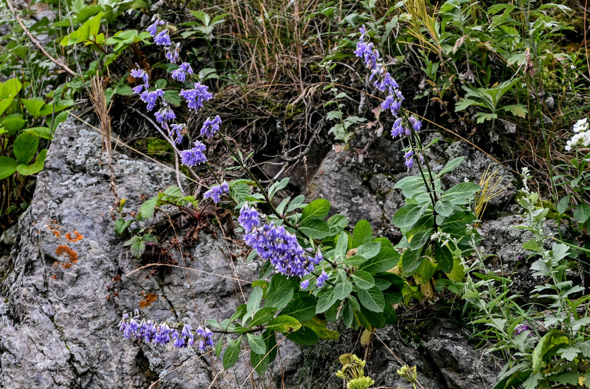 Изображение особи Adenophora triphylla.