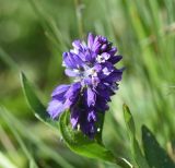 Polygala alpicola. Соцветие и листья. Чечня, Шаройский р-н, окр. пер. Цумандинский, южный борт перевала, выс. ок. 2380 м н.у.м., луг. 24 июня 2024 г.