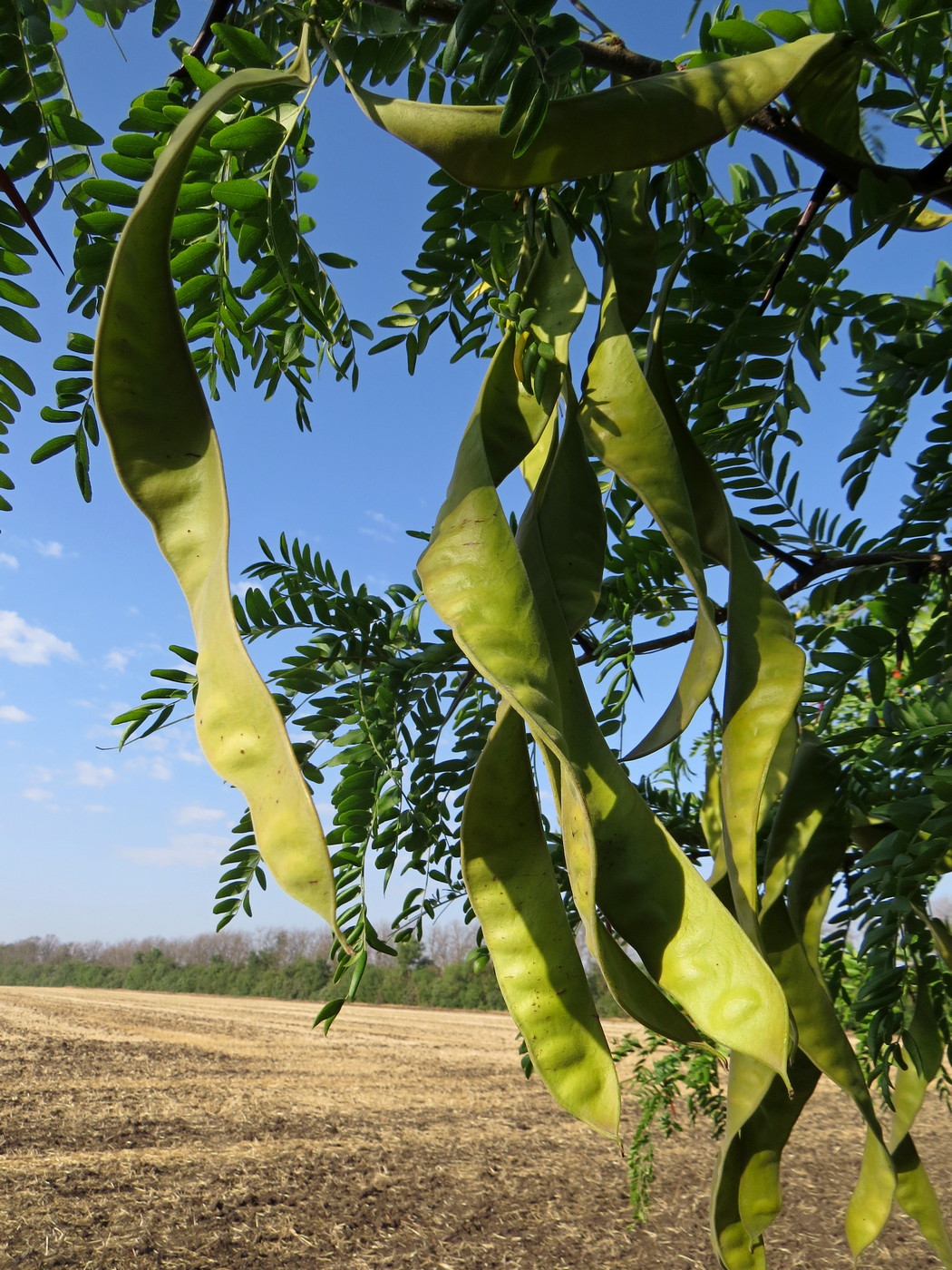 Image of Gleditsia triacanthos specimen.