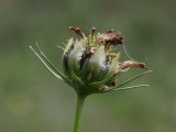 Cosmos bipinnatus. Невызревшее соплодие. Белоруссия, Витебская обл., пос. Езерище, в культуре. 22.08.2010.