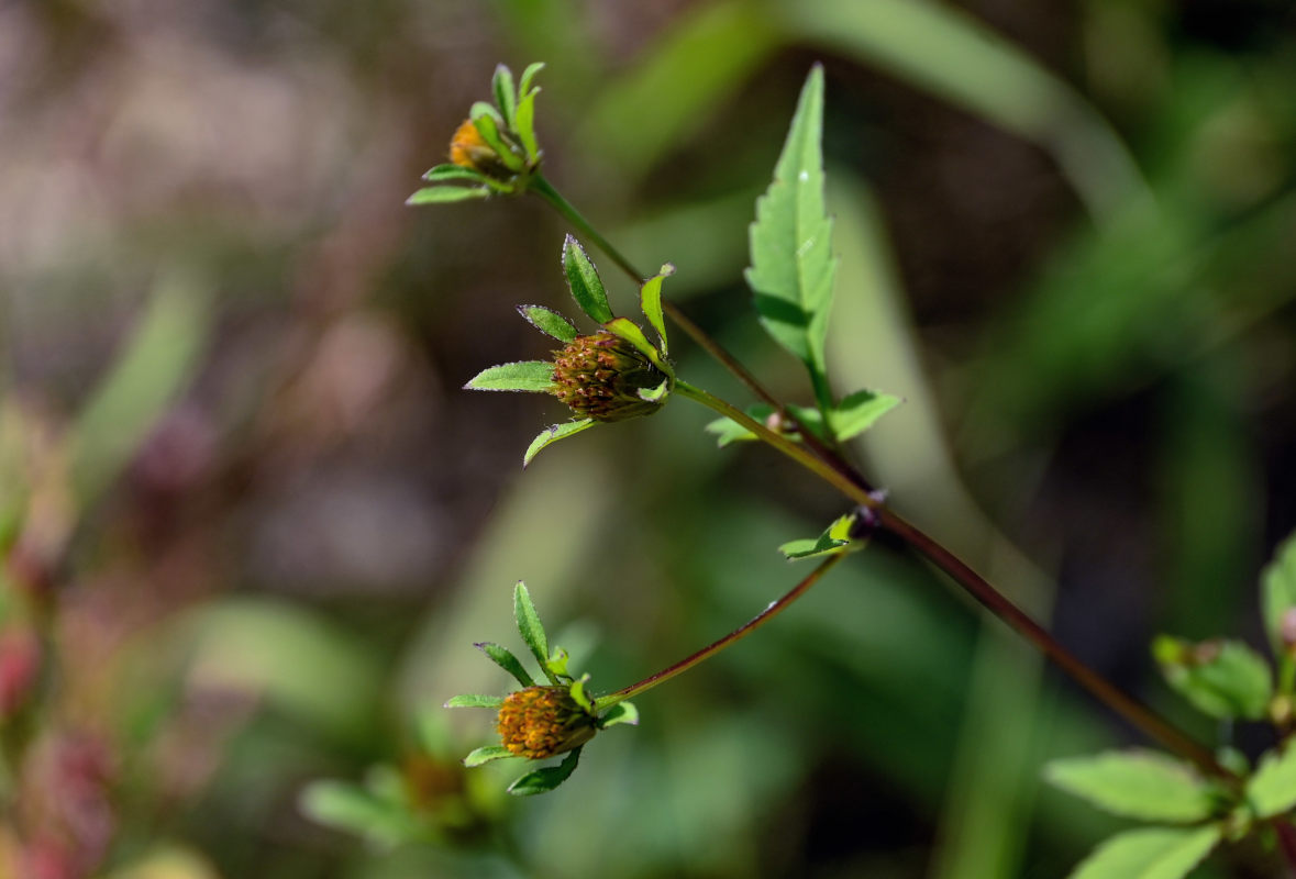 Изображение особи Bidens frondosa.