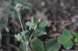 genus Trifolium. Листья (вид на абаксиальную поверхность). Грузия, край Квемо Картли, Тетрицкаройский муниципалитет, окр. села Гохнари, выс. 1500 м, луг. 5 мая 2019 г.