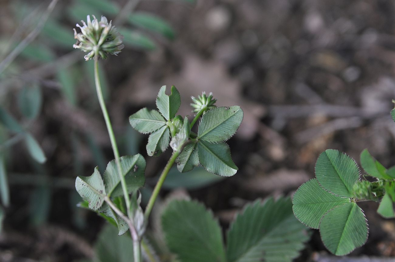 Изображение особи род Trifolium.