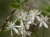 Clematis flammula. Цветки. Турция, пров. Анталья, р-н Кумлуджа, окр. вдхр. Алакыр, обочина дороги, маквис. 31.05.2024.