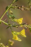 Linaria genistifolia. Цветки и завязавшиеся плоды. Краснодарский край, г. Сочи, м-р Лазаревское, каменистый склон надпойменной террасы р. Пзезуапсе. 04.11.2024.