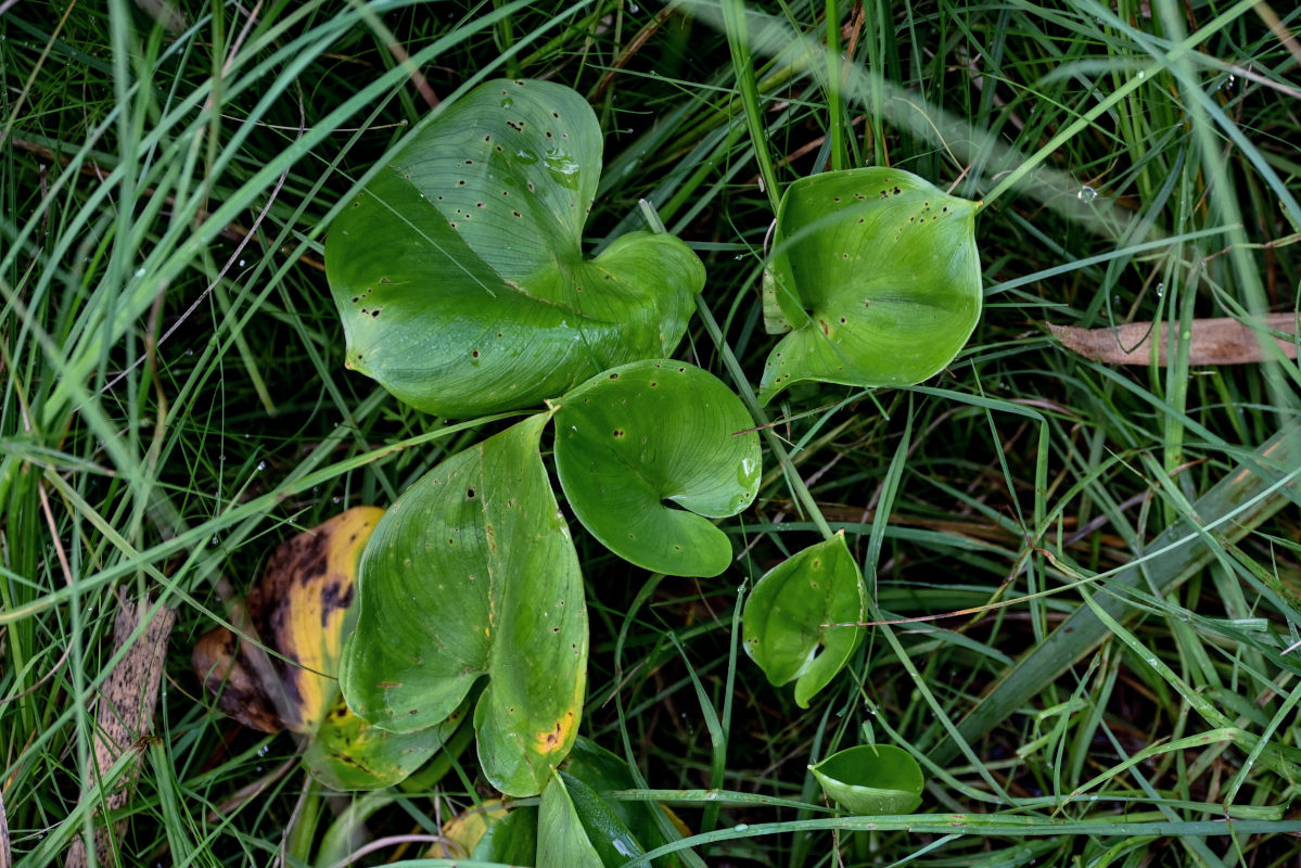 Изображение особи Calla palustris.