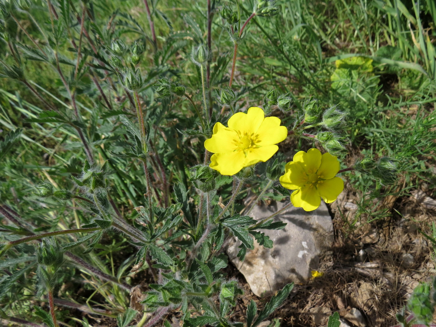 Изображение особи Potentilla pedata.