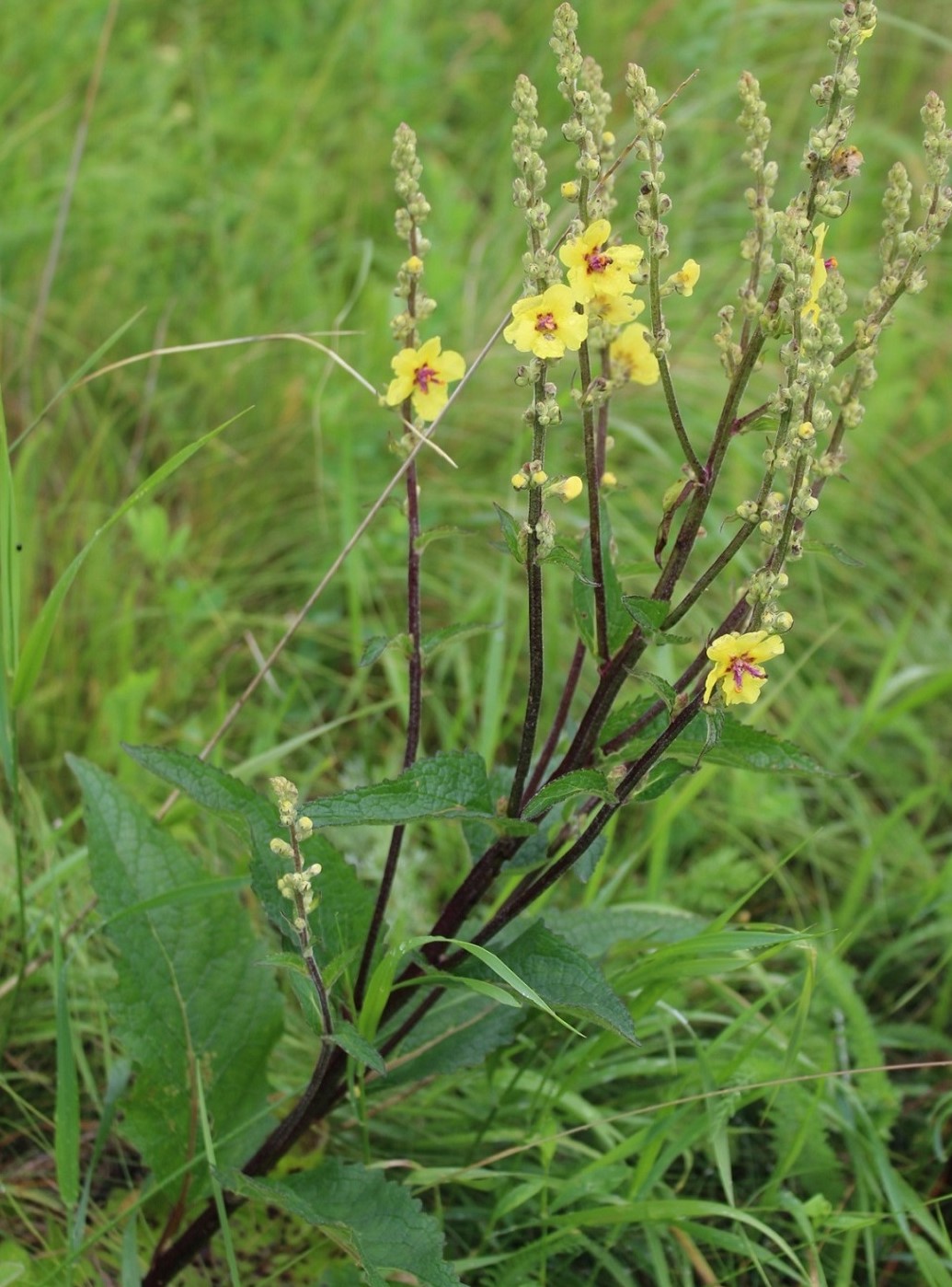 Image of Verbascum marschallianum specimen.