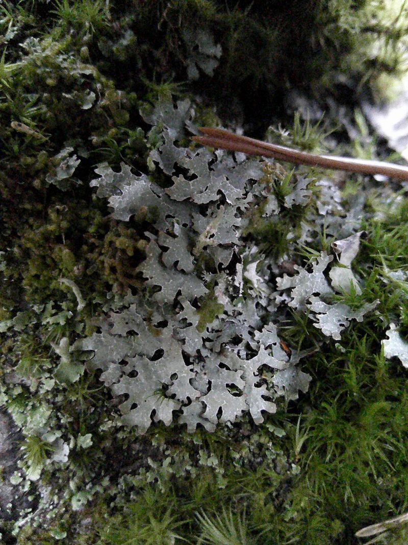 Image of genus Parmelia specimen.