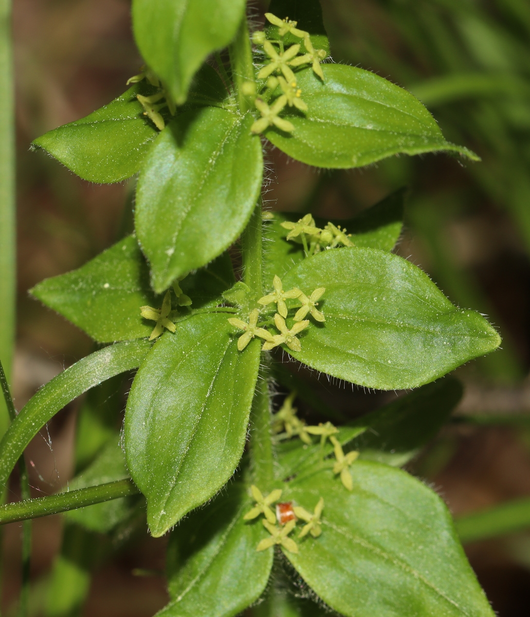 Изображение особи Cruciata krylovii.