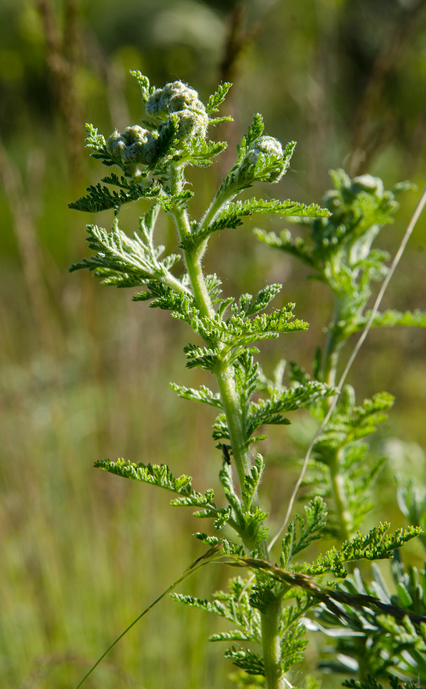 Image of genus Achillea specimen.