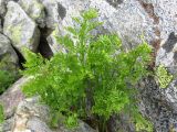 Cryptogramma crispa