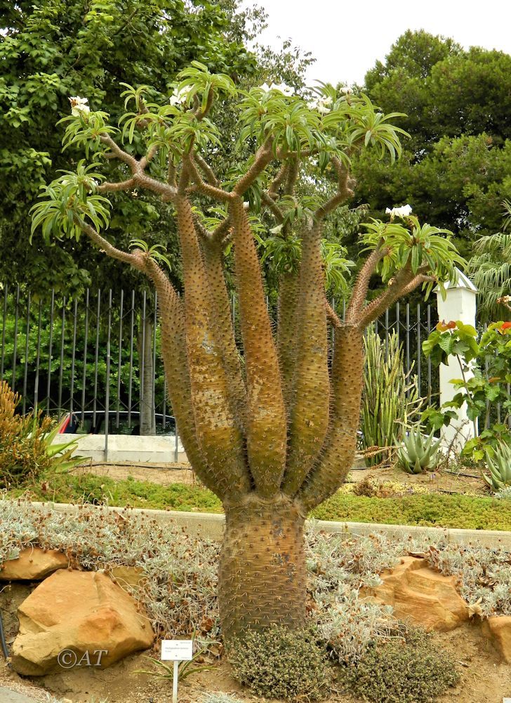 Image of Pachypodium lamerei specimen.