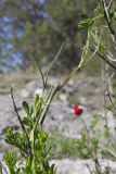 View full-size image Lathyrus setifolius