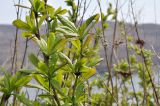 View full-size image Berberis amurensis