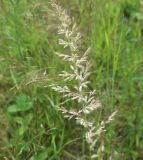 Смотреть изображение Koeleria grandis