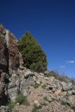 View full-size image Juniperus polycarpos