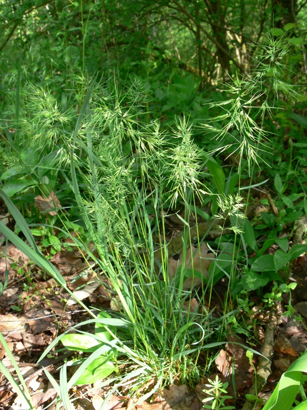 Изображение особи Poa bulbosa ssp. vivipara.