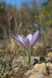 View full-size image Crocus pallasii