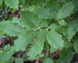 Смотреть изображение Fagus orientalis