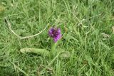 View full-size image genus Dactylorhiza