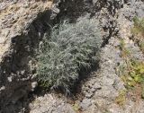 Helichrysum italicum. Растение на уступе каменной стенки. Италия, Тоскана, Монте-Арджентарио. 11.04.2011.