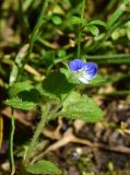 View full-size image Veronica biloba