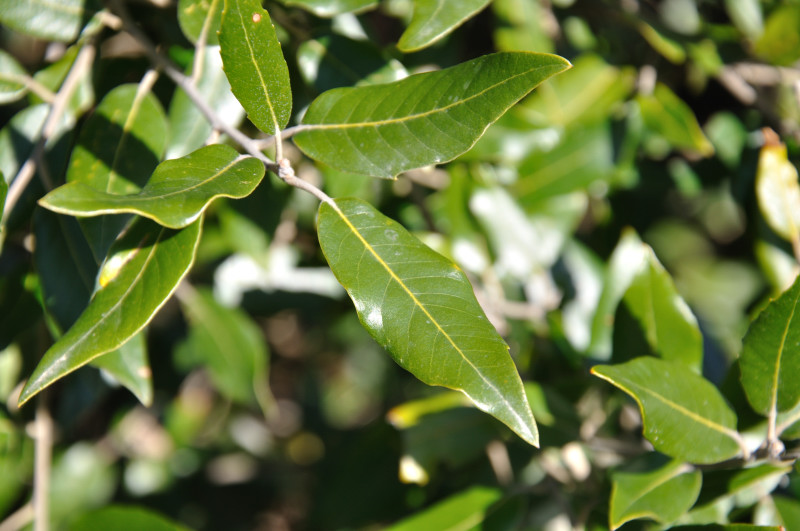 Изображение особи Quercus ilex.