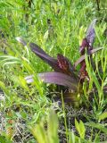 Dactylorhiza incarnata