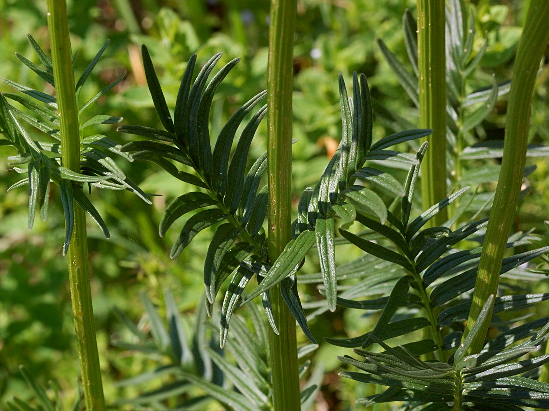 Image of Valeriana collina specimen.