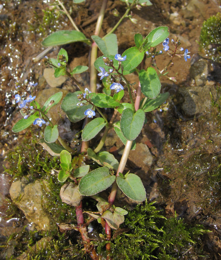 Image of Veronica beccabunga specimen.