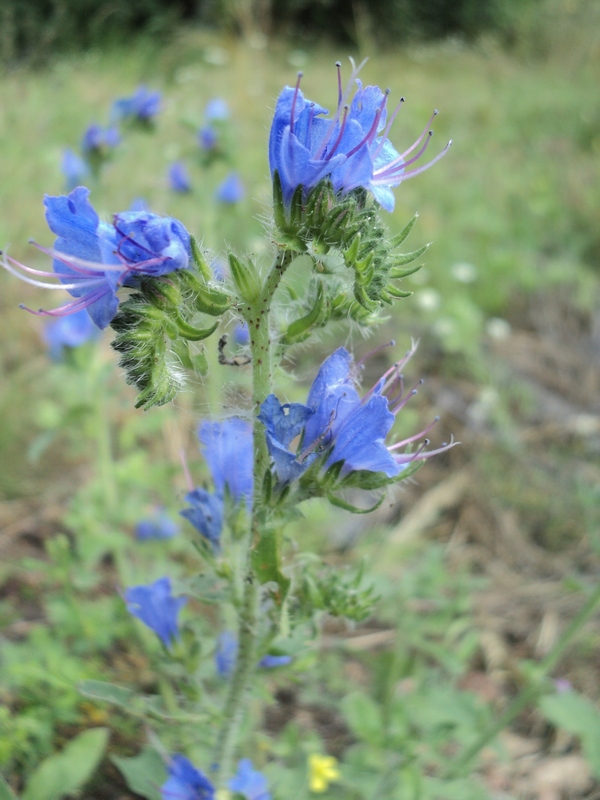 Изображение особи Echium vulgare.