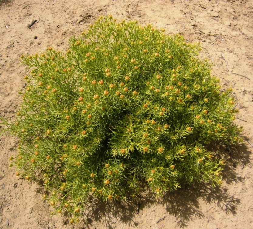 Image of Peganum harmala specimen.