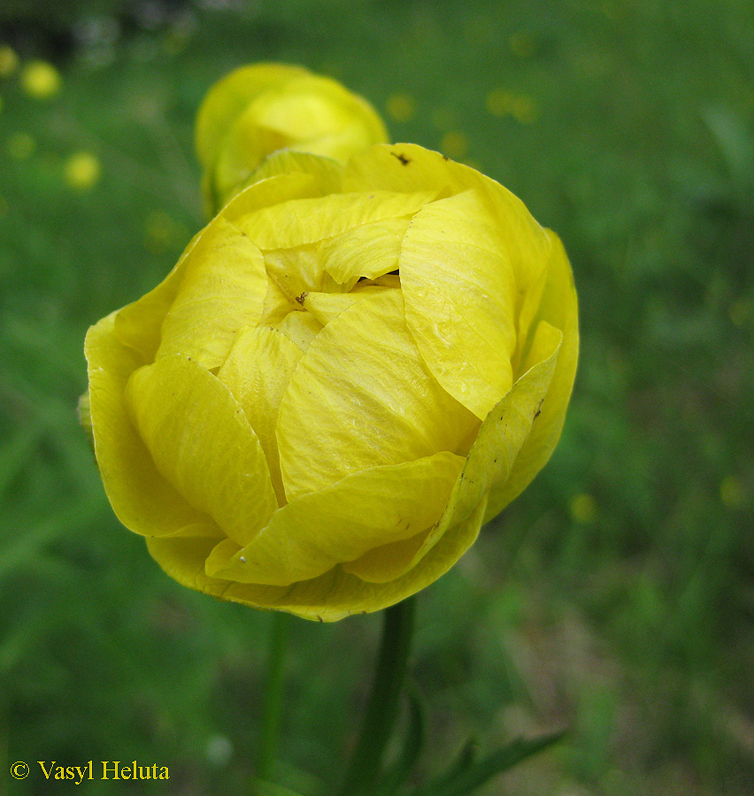 Image of Trollius altissimus specimen.