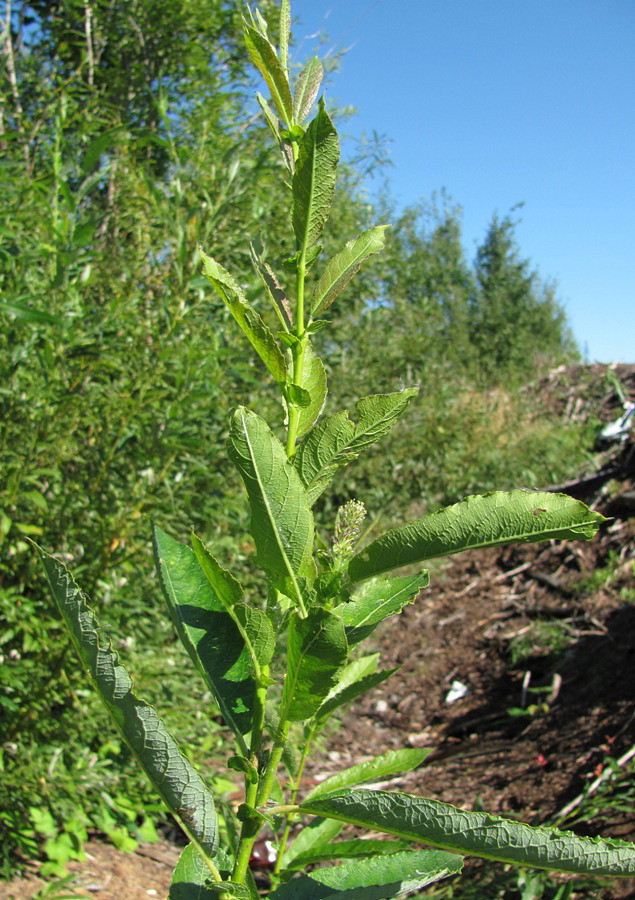 Image of Salix &times; tetrapla specimen.