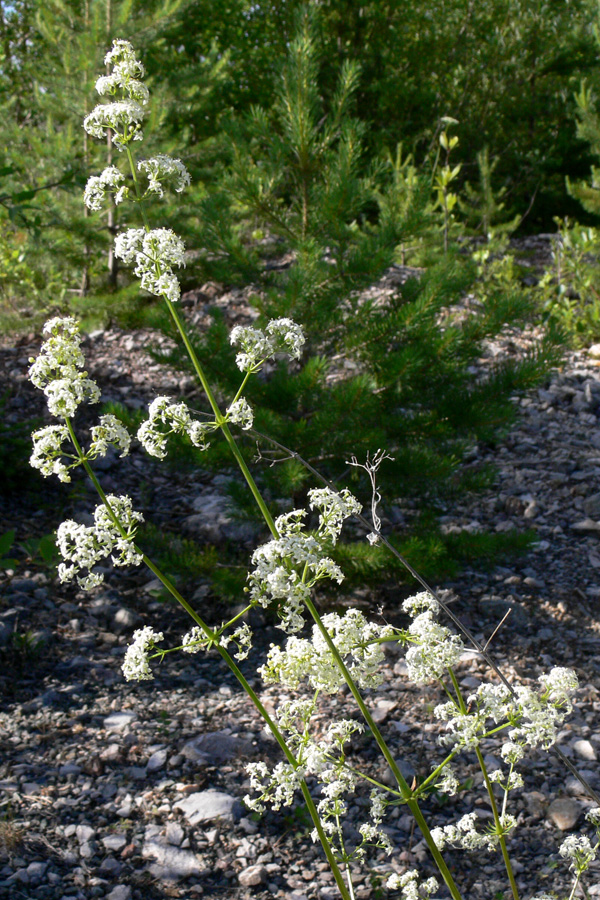 Image of Galium album specimen.