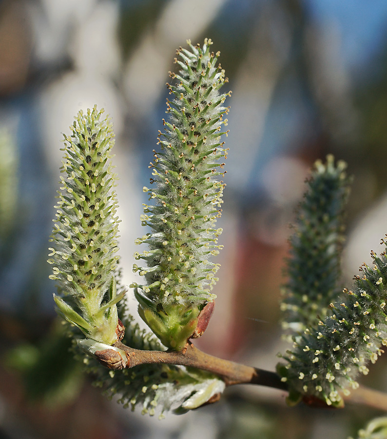 Image of Salix cinerea specimen.