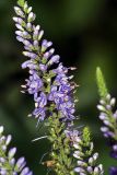 Veronica longifolia. Верхушка растения с соцветием. Московская обл., Раменский р-н, окр. дер. Хрипань, дачный участок. 15.07.2007.