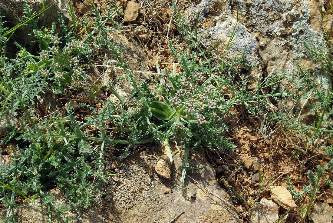 Image of genus Schrenkia specimen.