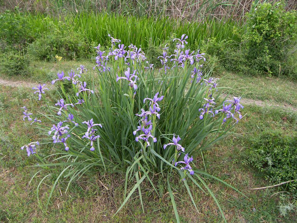 Image of Iris musulmanica specimen.