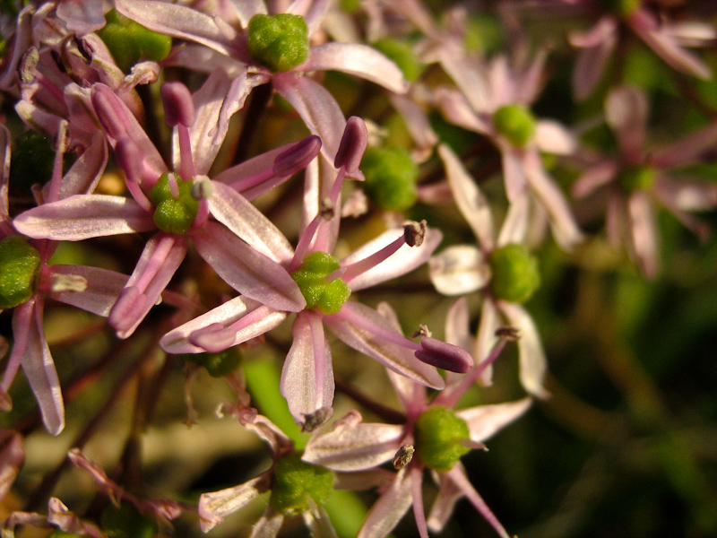 Image of Allium tel-avivense specimen.