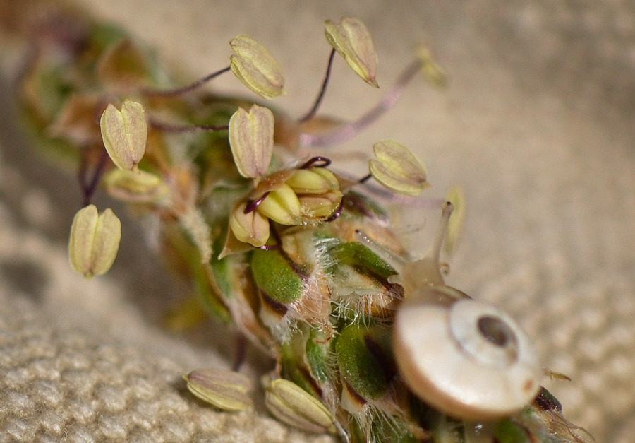 Изображение особи Plantago albicans.