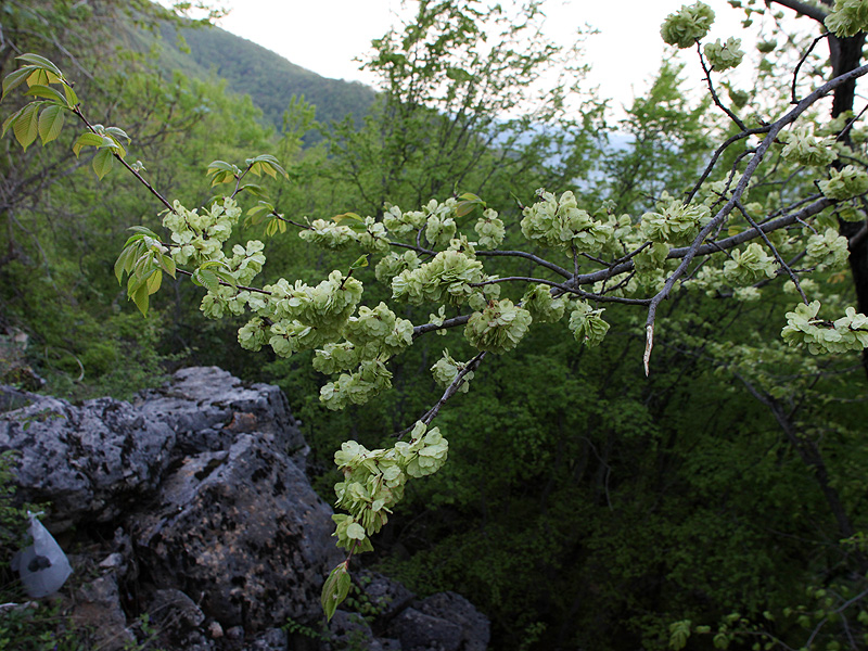 Image of Ulmus minor specimen.