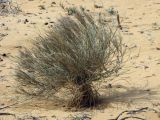 Stipagrostis lanata. Растение на развеваемых песках. Израиль, пустыня Негев, пески Халуца. 02.04.2011.