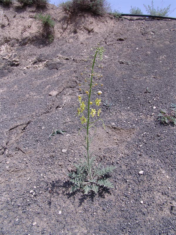 Изображение особи Verbascum nudicaule.