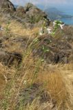 Stachys angustifolia. Побеги с цветками. Южный Берег Крыма, гора Аю-Даг. 5 июля 2012 г.