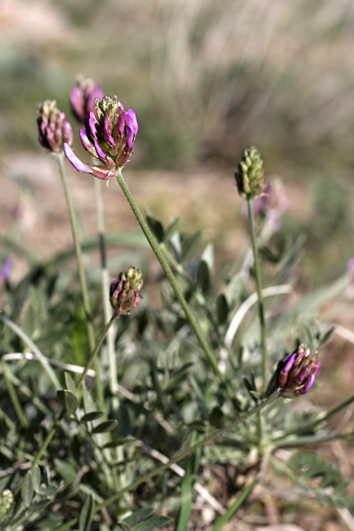 Image of genus Astragalus specimen.