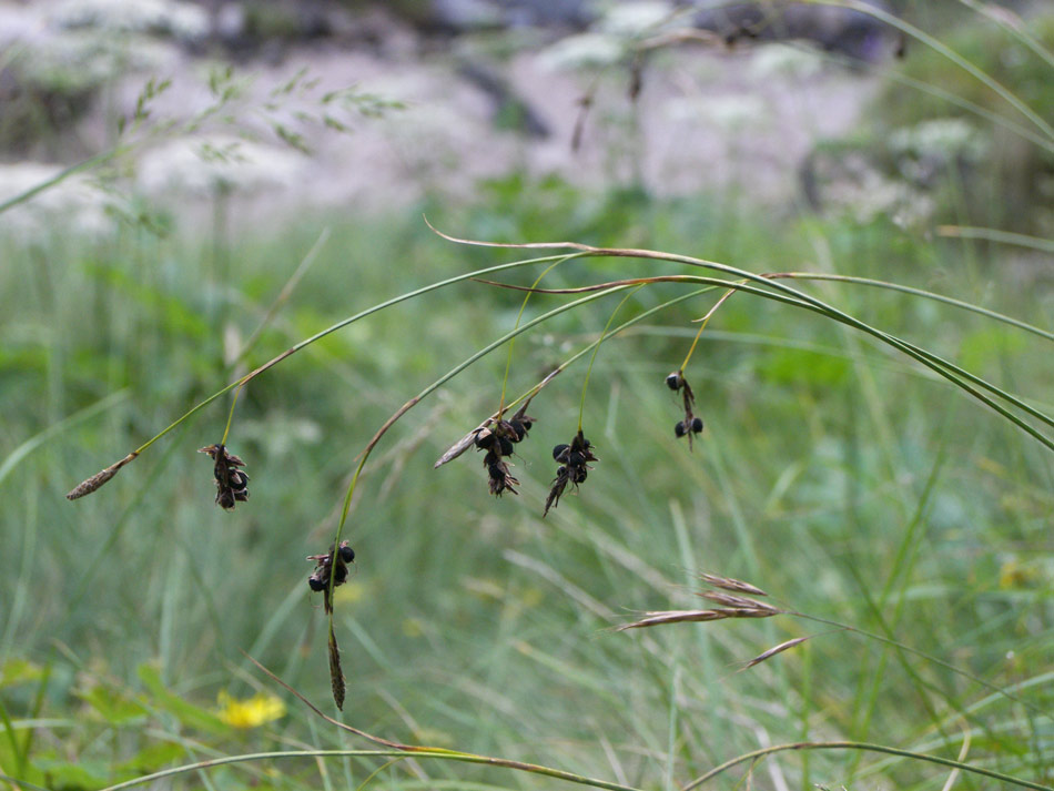 Изображение особи Carex paupercula.