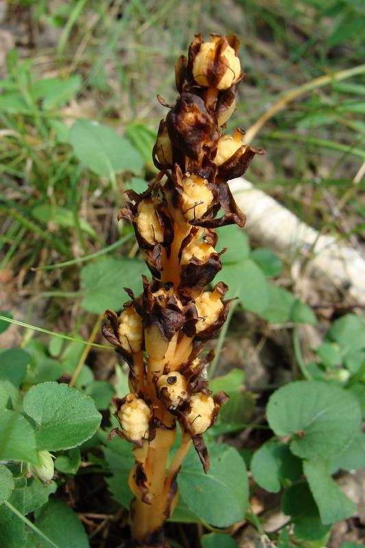 Image of Hypopitys monotropa specimen.