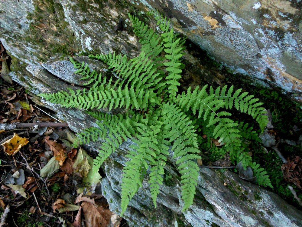 Изображение особи Protowoodsia manchuriensis.